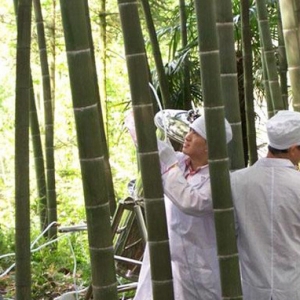 什么是竹筒酒？如何識別真假竹筒酒？